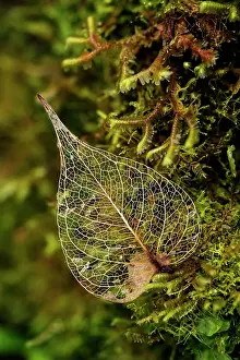 Skeletons: leaf skeleton, on moss, Las Tangaras Bird Reserve