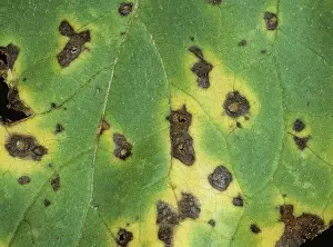 Chlorosis: Leaf Spot (Alternaria sp.) on Sunflower leaf