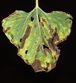 Chlorosis: Leaf spot (Alternaria spp.) on Sunflower leaf