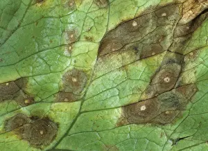 Dying: Leaf Spot (Cercospora lactucae) on lettuce