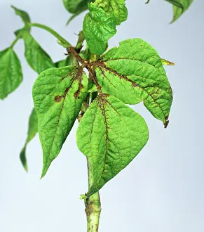 Necroses: Leaf spot on green bean