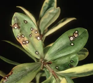Infected: Leaf spot on Hebe