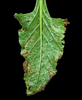 Beet: Leaf Spot lesions on Sugar Beet leaf