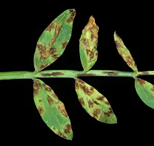 Pisum: Leaf spot (Mycosphaerella pinodes)