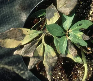 Niger: Leaf Spot on Potted Hellebore
