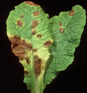Primrose: Leaf spot on primrose