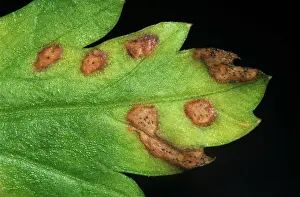 Lesions: Leaf spot (Septoria apiicola)
