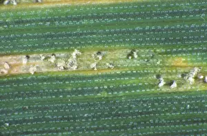 Infected: Leaf Spot (Septoria tritici) cirri and pycnidia