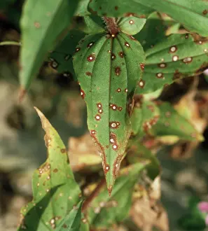 Zinnia: Leaf spot on Zinnia leaves