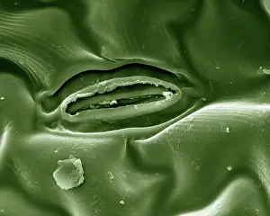 Puzzle: Leaf Stomata