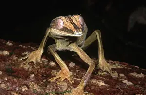 Lineatus: Leaf-tail Gecko