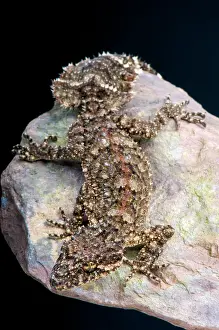 Saltuarius: Leaf tail gecko (Saltuarius wyberba), Australia