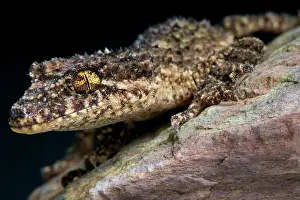 Saltuarius: Leaf tail gecko (Saltuarius wyberba), Australia