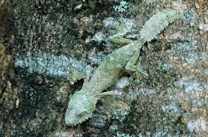 Sikorae: Leaf-tailed Gecko