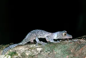 Fimbriatus: Leaf-tailed Gecko