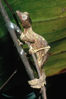 Fantastic: Leaf-tailed Gecko