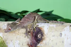 Leaftailed: Leaf-tailed Gecko