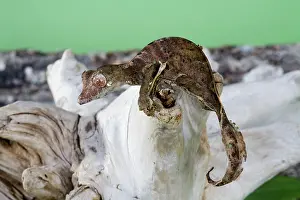 Leaftailed: Leaf-tailed Gecko