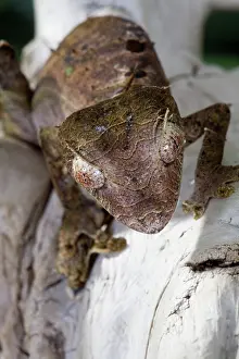 Leaftailed: Leaf-tailed Gecko