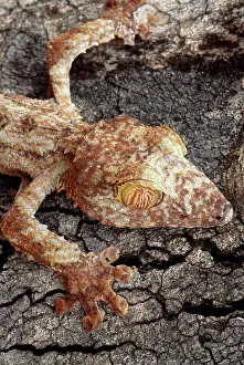 Pads: Leaf-tailed Gecko