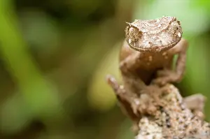 Pointed: Leaf-tailed Gecko