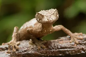 Pointed: Leaf-tailed Gecko