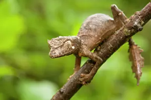 Pointed: Leaf-tailed Gecko