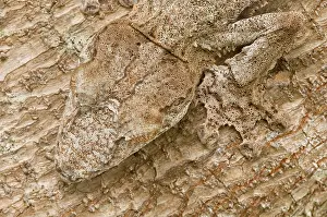 Reptilien: Leaf-tailed Gecko