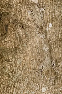 Reptilien: Leaf-tailed Gecko