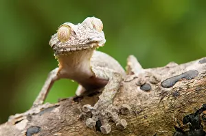 Reptilien: Leaf-tailed Gecko