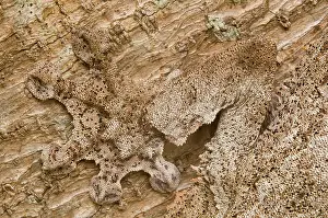 Reptilien: Leaf-tailed Gecko