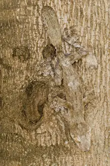 Reptilien: Leaf-tailed Gecko