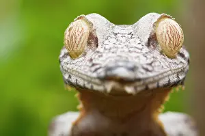 Reptilien: Leaf-tailed Gecko