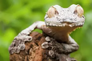 Reptilien: Leaf-tailed Gecko