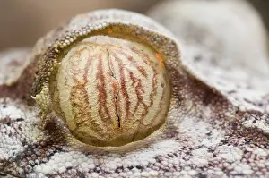 Reptilien: Leaf-tailed Gecko