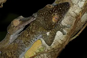 Nosy: Leaf-tailed Gecko