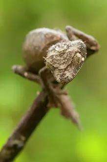 Pointed: Leaf-tailed Gecko
