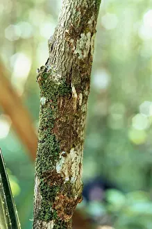 Puzzle: Leaf-tailed GECKO - camouflaged on branch, endemic