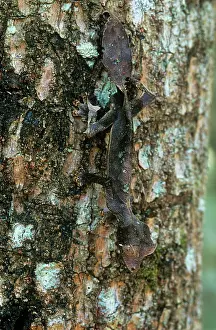 Phantasticus: Leaf-tailed GECKO - camouflaged full-length on