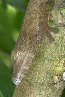 Fimbriatus: Leaf-tailed gecko, close up of head on tree