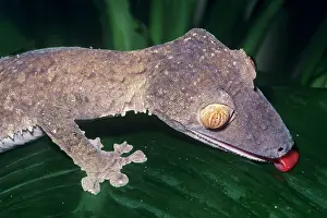 Fimbriatus: Leaf-tailed Gecko - drinking