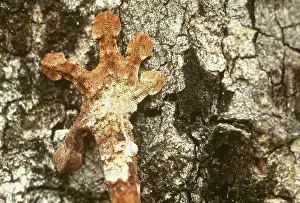 Pigment: Leaf-tailed Gecko foot