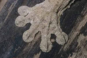 Malagasy: Leaf-tailed Gecko Foot