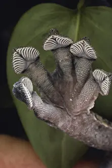 Sticky: Leaf-tailed Gecko Foot