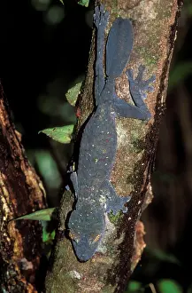 Fimbriatus: Leaf-tailed GECKO - full-length on branch, endemic