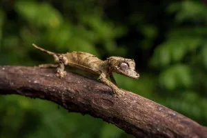 Gecko: Leaf-tailed gecko of the genus (Uroplatus fetsy)