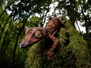 Gecko: A leaf-tailed gecko of the genus (Uroplatus gigantaeus)