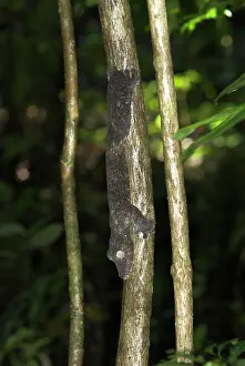 Fimbriatus: Leaf-tailed gecko - On tree