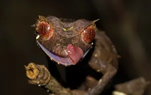 Sticking: Leaf-tailed gecko (Uroplatus cf. ebenaui), Rainforest