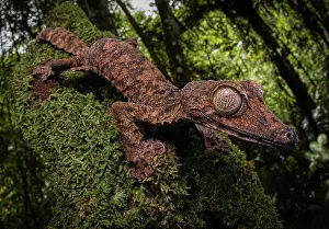 Flat: Leaf-tailed gecko (Uroplatus cf. gigantaeus) in